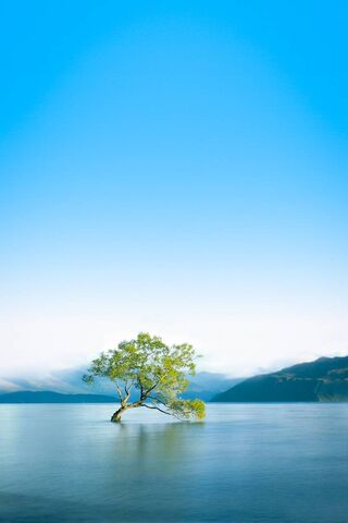 Serenity by the Water 🌊🌳