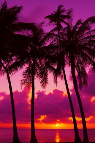 Tropical Twilight Bliss..