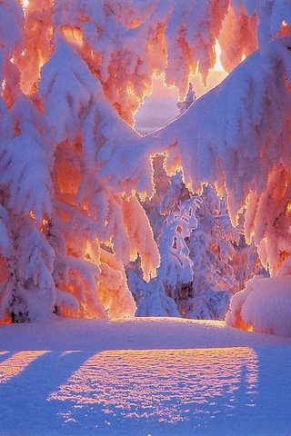 Winter's Embrace: A Mag..