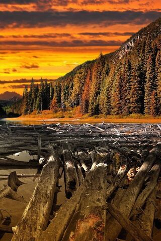 Sunset Serenity: A Woody Retreat 🌅🌲