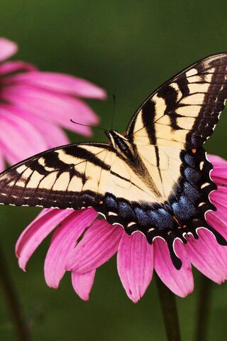 Whispers of Nature: The Butterfly's Dance 🦋🌸