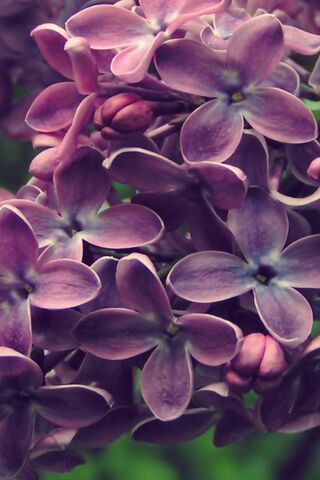 Lilac