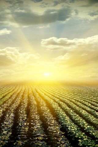 Golden Horizon: A Sunbeam's Embrace