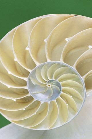 The Elegant Spiral of Nature: Nautilus Shell