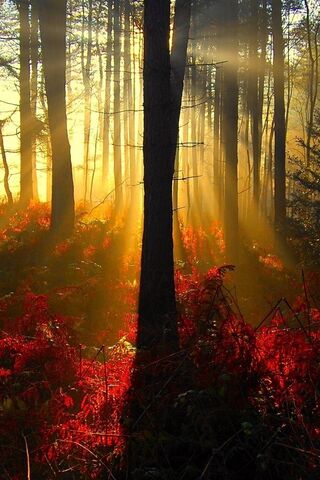 Golden Rays in the Enchanted Forest 🌞🌲