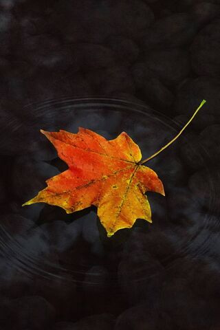 Fallen Leaf Wallpaper - Download to your mobile from PHONEKY