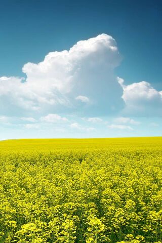 Sunny Field Wallpaper - Download to your mobile from PHONEKY