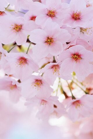 Whispers of Spring: A Floral Symphony 🌸✨