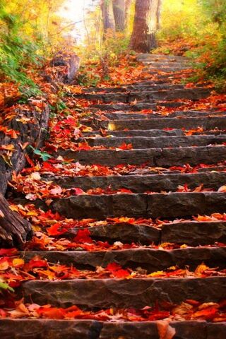 Autumn's Pathway: A Journey Through Color 🍂✨