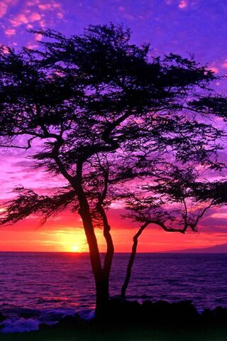 Twilight Serenade 🌅