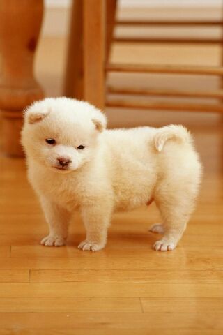 Adorable Fluffball in Action! 🐾✨