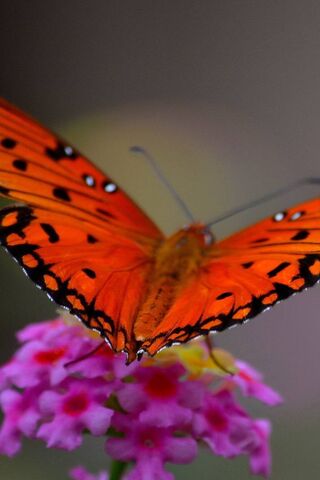 Dancing in the Sun: The Vibrant Orange Butterfly 🦋☀️