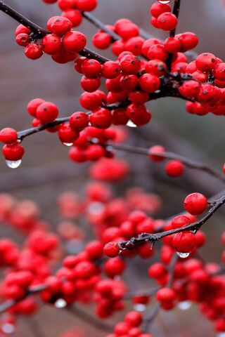 Berry Bliss: Nature's Red Jewels 🍒✨