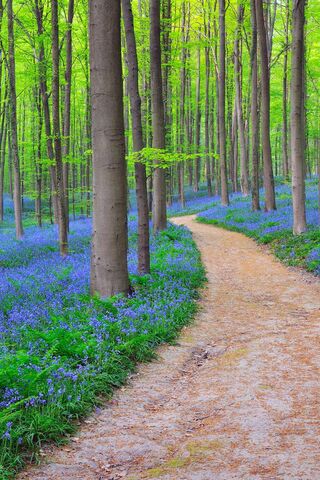 Enchanted Journey Through Blooming Woods 🌳💙