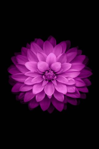Vibrant Petals: The Essence of Ios 8 Flower