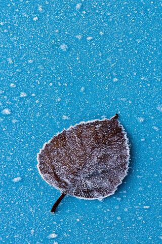 Frosty Elegance: Nature..
