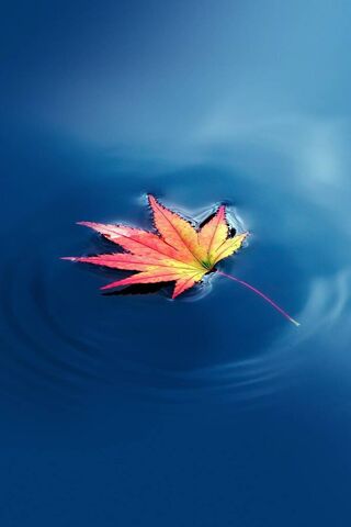 Leaf
