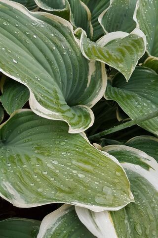 Nature's Crystal Jewels 🌧️✨