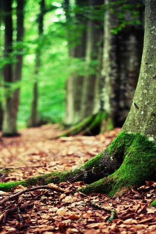 Nature's Embrace: The Heart of the Forest 🌳💚
