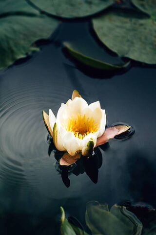 Serene Beauty of the Gentle White Lily 🌸✨
