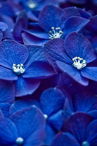 Обои Синими Цветами Фото