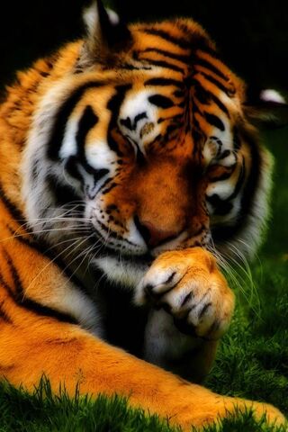 Majestic Slumber: The T..