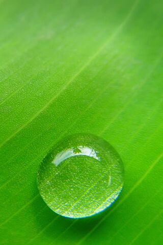 Green Water Drop
