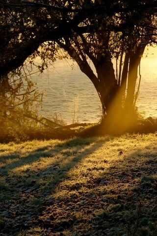 Golden Embrace of Nature
