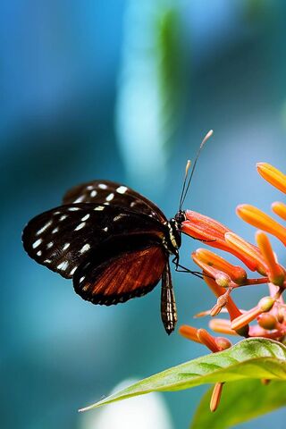 Whispers of Nature: The Butterfly's Dance 🦋🌼