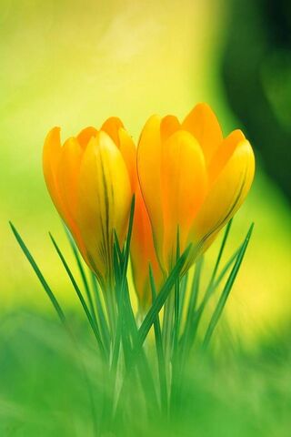 Golden Blooms of Spring..