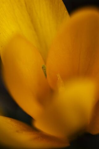 Golden Petals of Joy 🌼✨