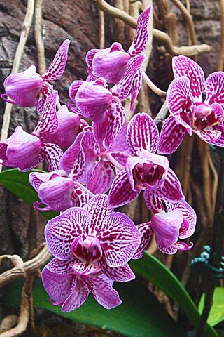 Exquisite Blooms: The Allure of Orchids 🌸✨