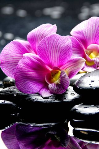 Tranquil Beauty of Spa Orchids 🌸🖤