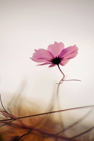 Featured image of post Handy Blume Hintergrundbild Erstelle hintergrundbilder und wallpaper mit canva online und kostenlos