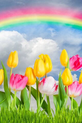 A Colorful Symphony of ..