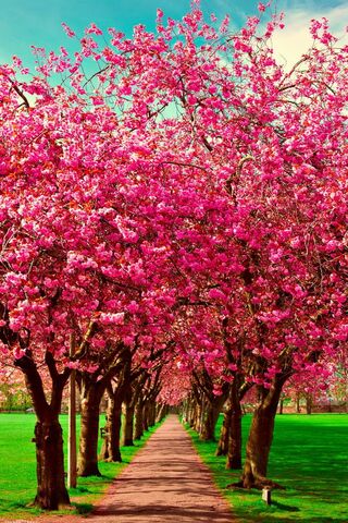 Blossoms of Spring: A P..
