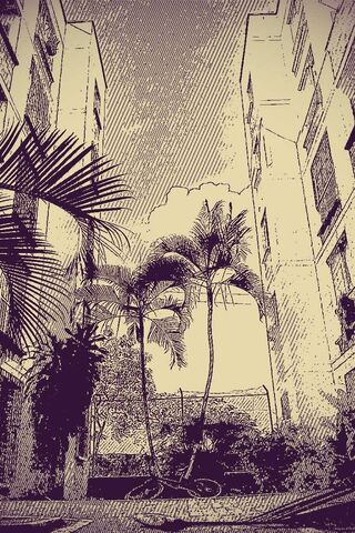 Palmeras