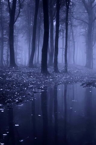 Whispering Woods at Dawn 🌫️🌲