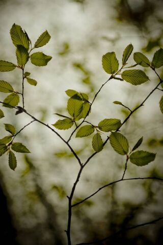 Whispers of Nature: A L..