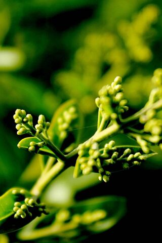 Nature's Awakening: The Beauty of Growth 🌱✨