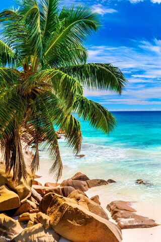 Paradise Found: A Tropical Escape 🌴🌊
