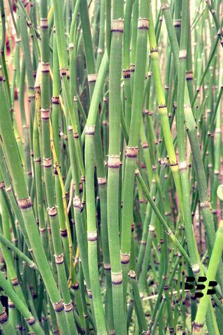The Lush World of Bamboo Grass 🌿✨