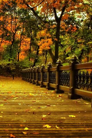 Autumn Serenity on Nature's Walk 🍂🌳