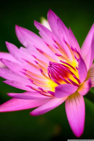Blossoming Serenity: The Pink Water Lily 🌸💧