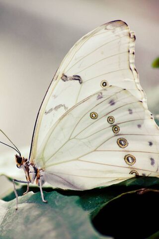 Black and white butterflythe beautiful butterfly HD wallpaper  Peakpx