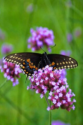 Whispers of Nature: The Butterfly's Dance 🦋🌸