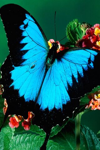 Wings of Wonder: The Vibrant Blue Butterfly 🦋✨