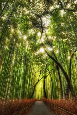 Journey Through the Enchanted Bambu Park Z10 🌿✨