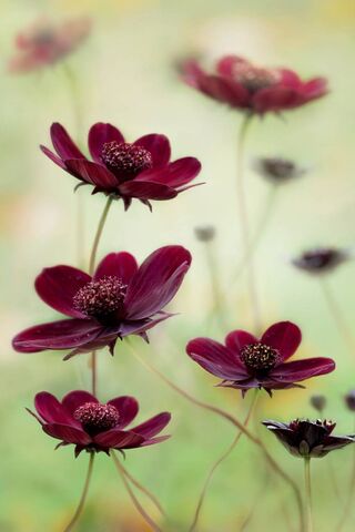 Cosmic Blooms: A Dance of Dark Petals 🌌🌸