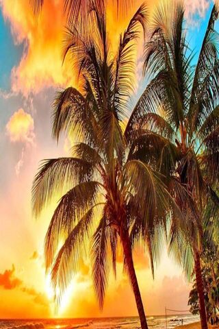 Get Cocotier fond d ecran plage coucher de soleil For Android Free